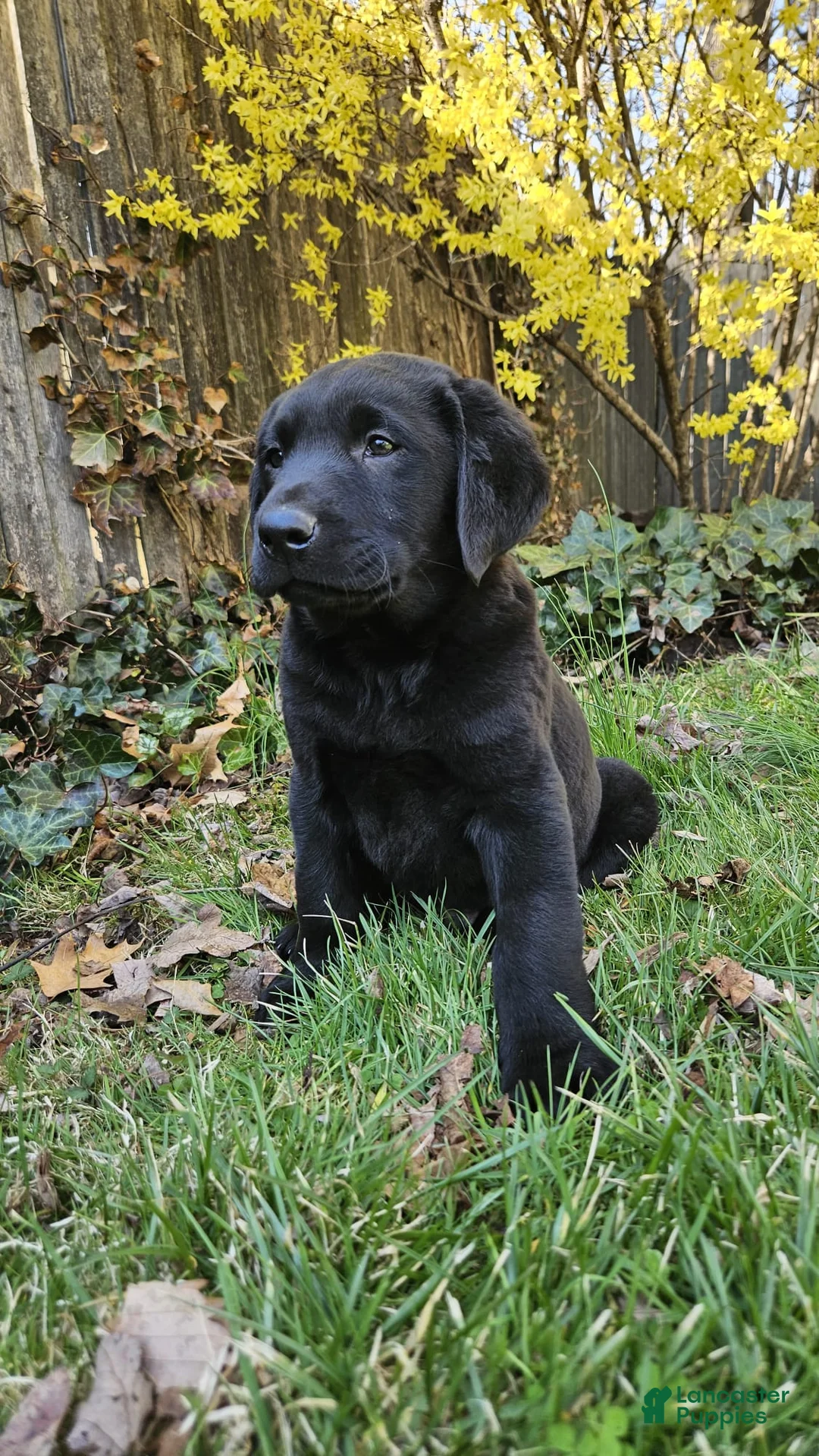 Labrador Retriever dogs for sale: Spark - Ad 2