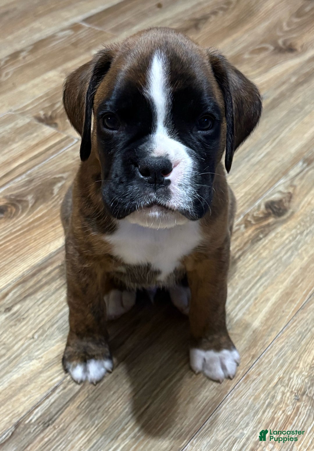 Boxer dogs for sale: Duke - Ad 3