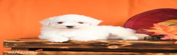 Maltese dogs for sale: Oliver - Ad 3