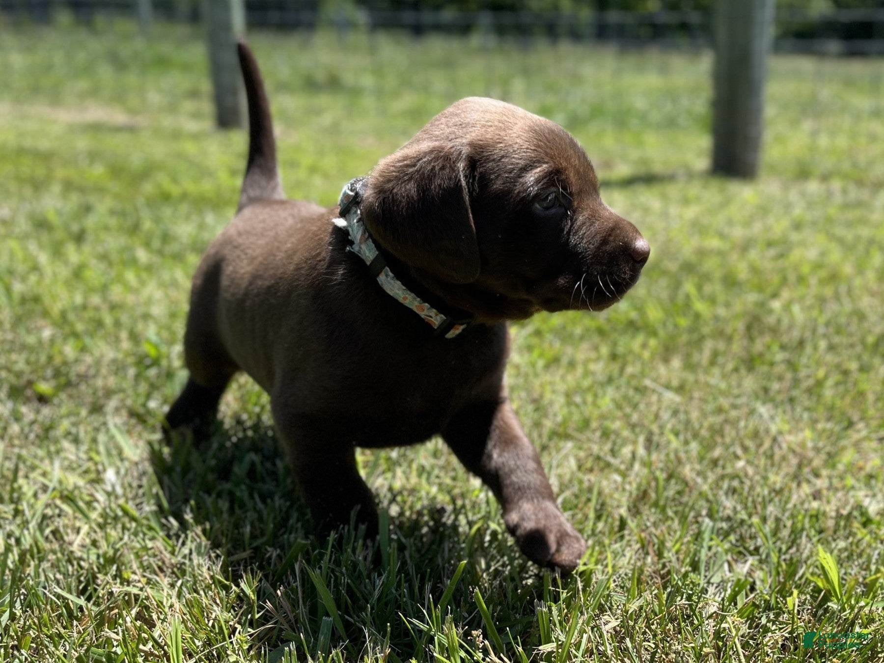 Labrador Retriever dogs for sale: Tucker - Ad 3