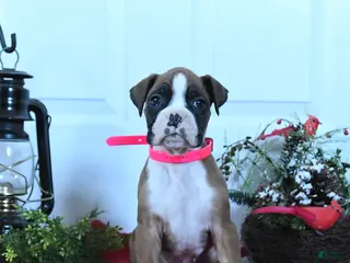 Boxer dogs Molly - Ad 28