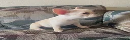 French Bulldog dogs for sale: SNOW WHITE - FRENCHIE PRINCESS in CALI, USA DELIVERY AVAILABLE! - Ad 5