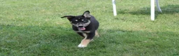 Mixed Breed dogs for sale: Dahlia  - Ad 9