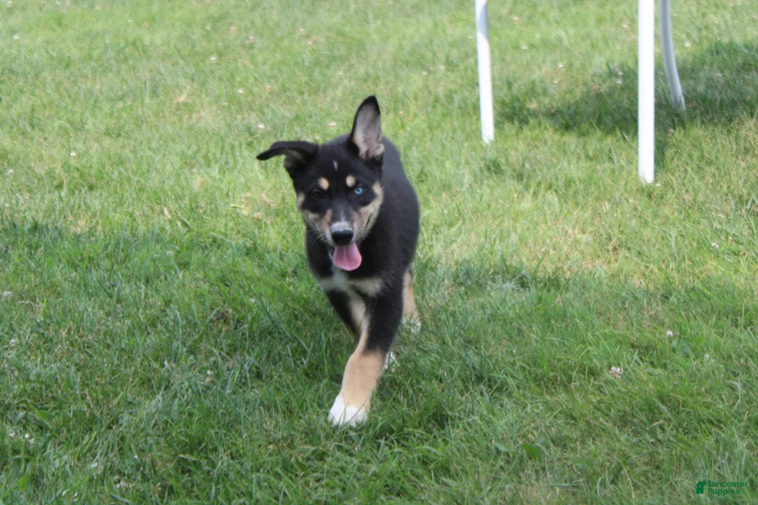 Mixed Breed dogs for sale: Dahlia  - Ad 9