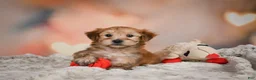 Morkie dogs for sale: Morkie 1Titus - Ad 4