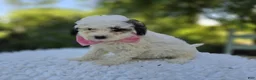 Miniature Poodle dogs for sale: Darcy - Ad 5
