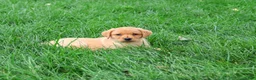 Labrador Retriever dogs for sale: Constance - Ad 4