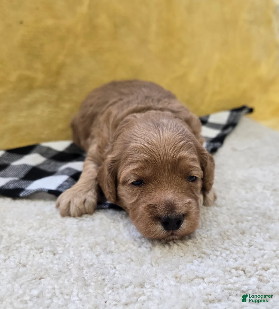 Mini Goldendoodle dogs for sale: Meadow - Ad 1