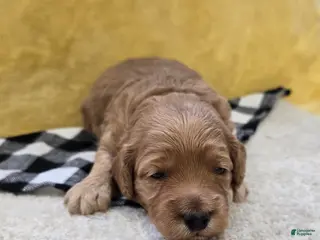 Mini Goldendoodle dogs for sale: Meadow - Ad 3