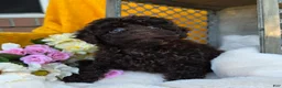 Toy Poodle dogs for sale: Callie - Ad 5