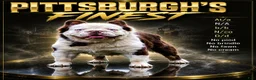 French Bulldog dogs for stud: Mr. Omg - Ad 2