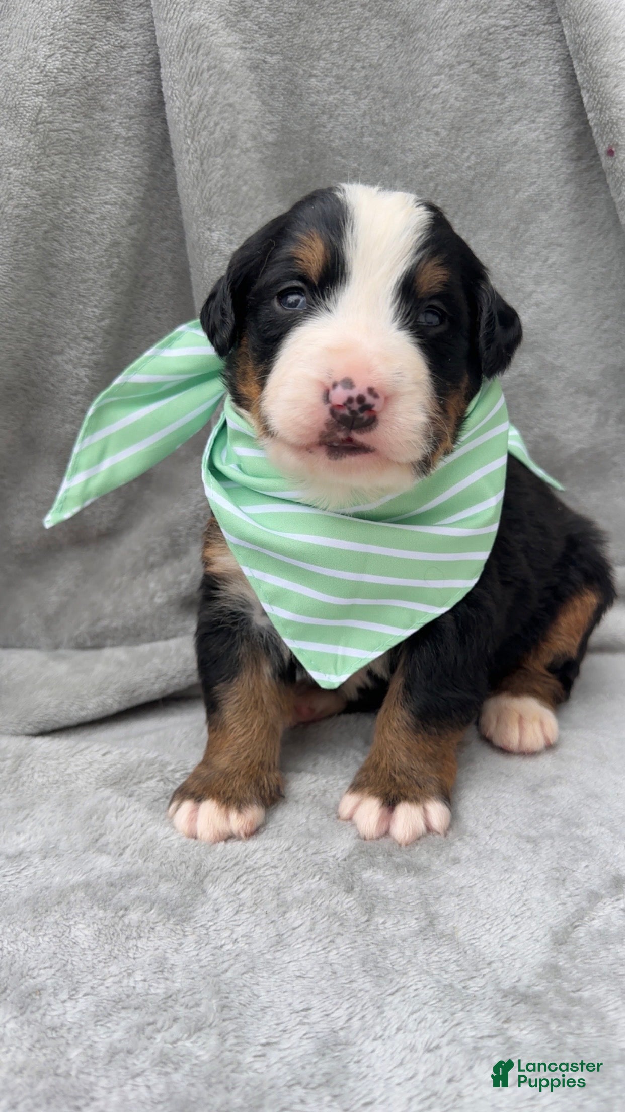 Bernese Mountain Dog dogs Berner bunch - Ad 2