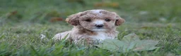 Bichpoo dogs for sale: Addie - Ad 6