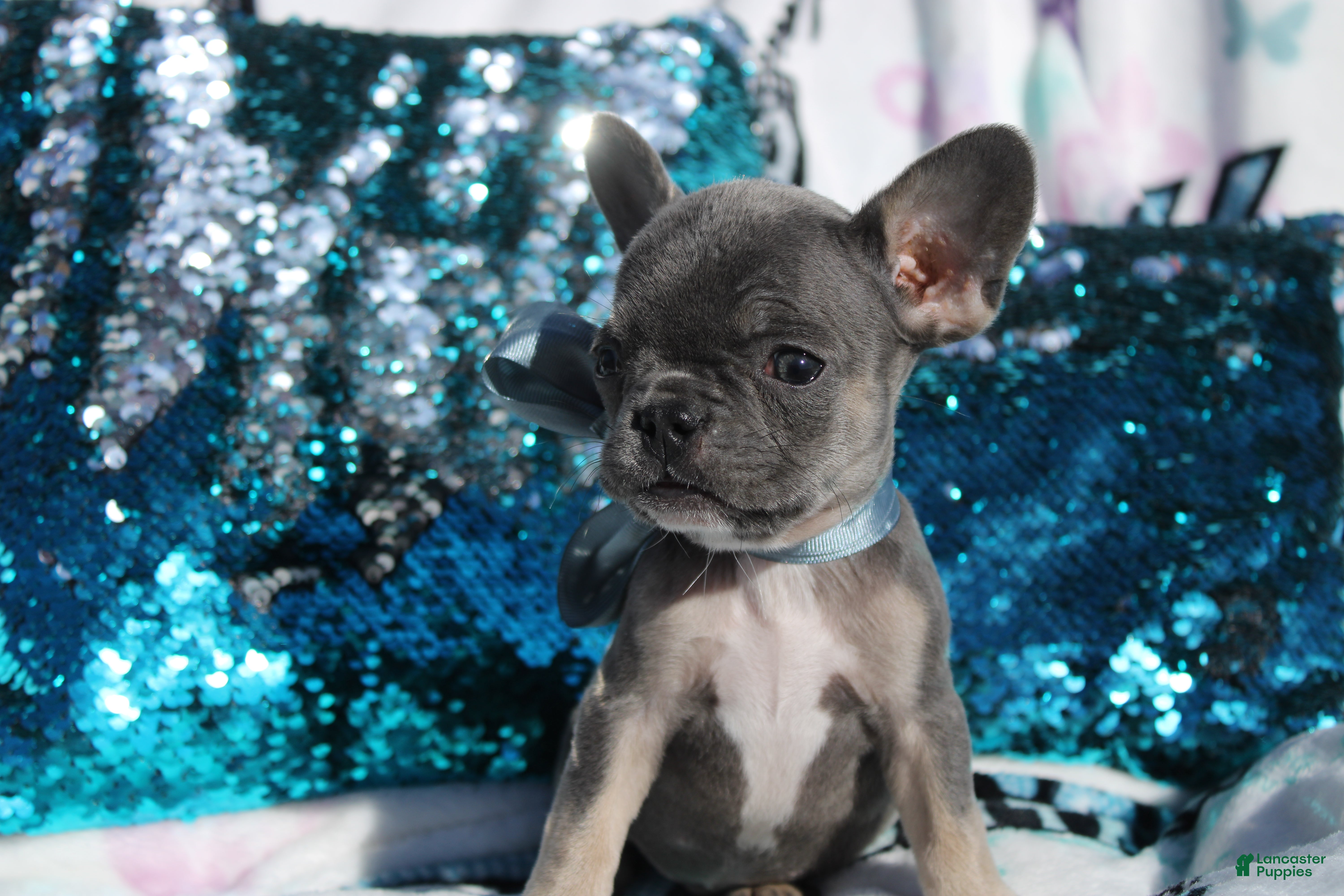 French Bulldog dogs Oliver - Ad 18
