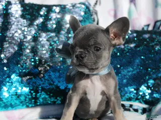 French Bulldog dogs Oliver - Ad 18