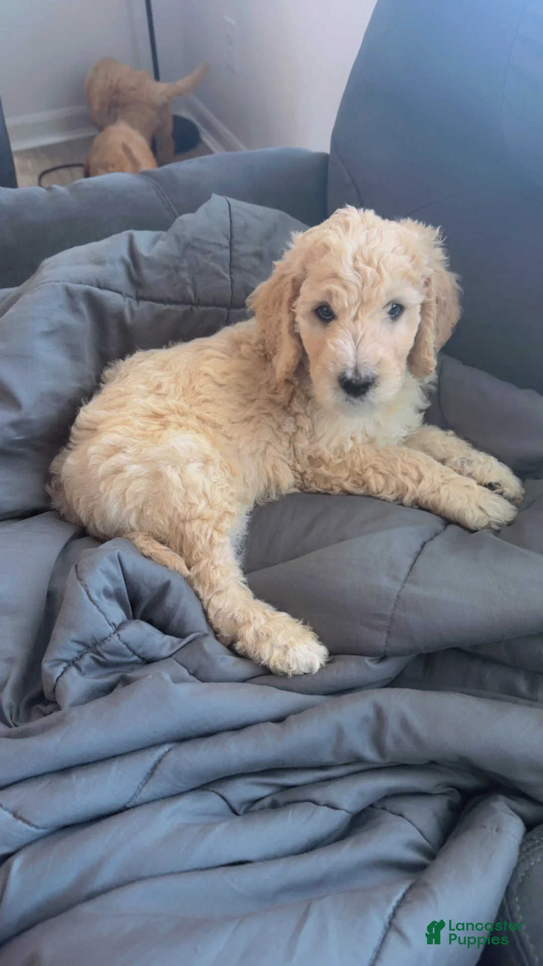 Goldendoodle dogs for sale: Goldendoodle Orange Puppy - Ad 2