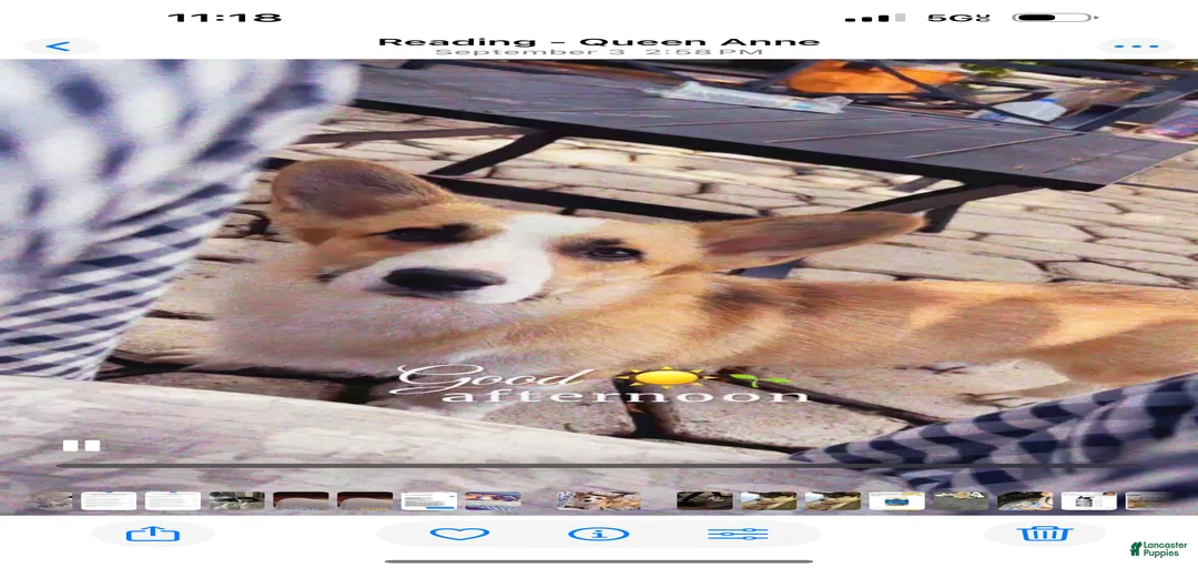 Gallery Image {{count}}