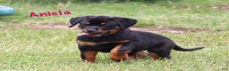 Rottweiler dogs for sale: Aniela  - Ad 1