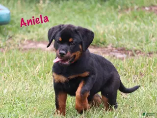 Rottweiler dogs for sale: Aniela - Ad 1