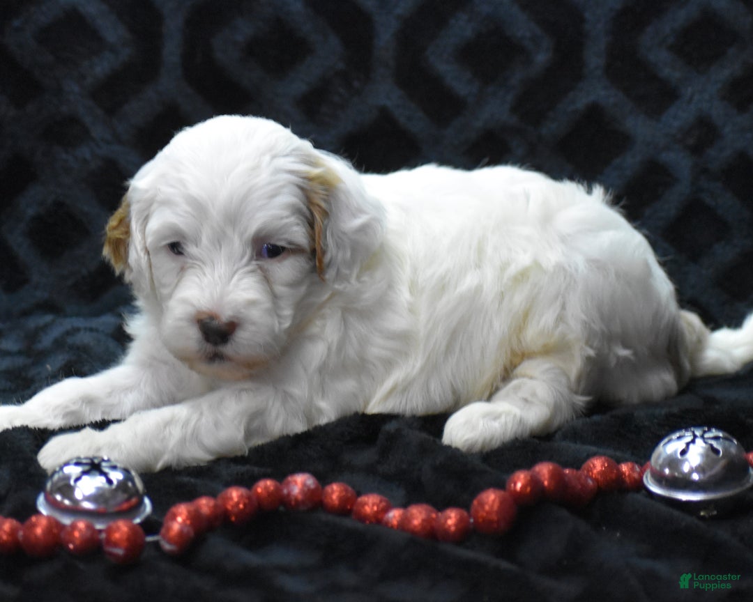 Mini Goldendoodle dogs for sale: Gaily - Ad 6