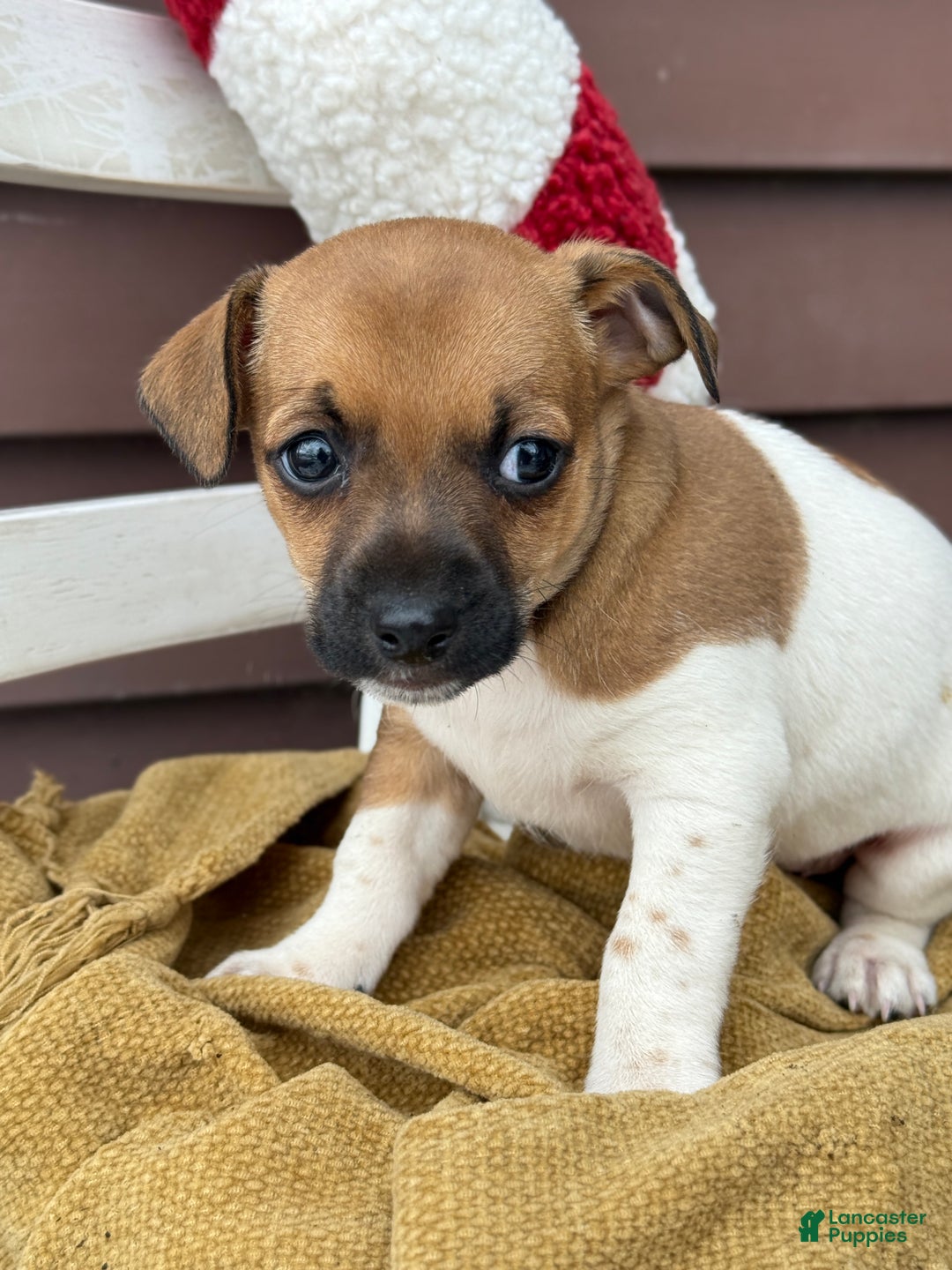 Jack Russell Terrier dogs for sale: Jack Frost - Ad 11