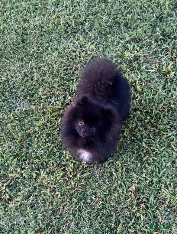 Pomeranian dogs Kyler  - Ad 2