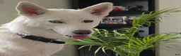 Gerberian Shepsky dogs for sale: Nefertari  - Ad 3