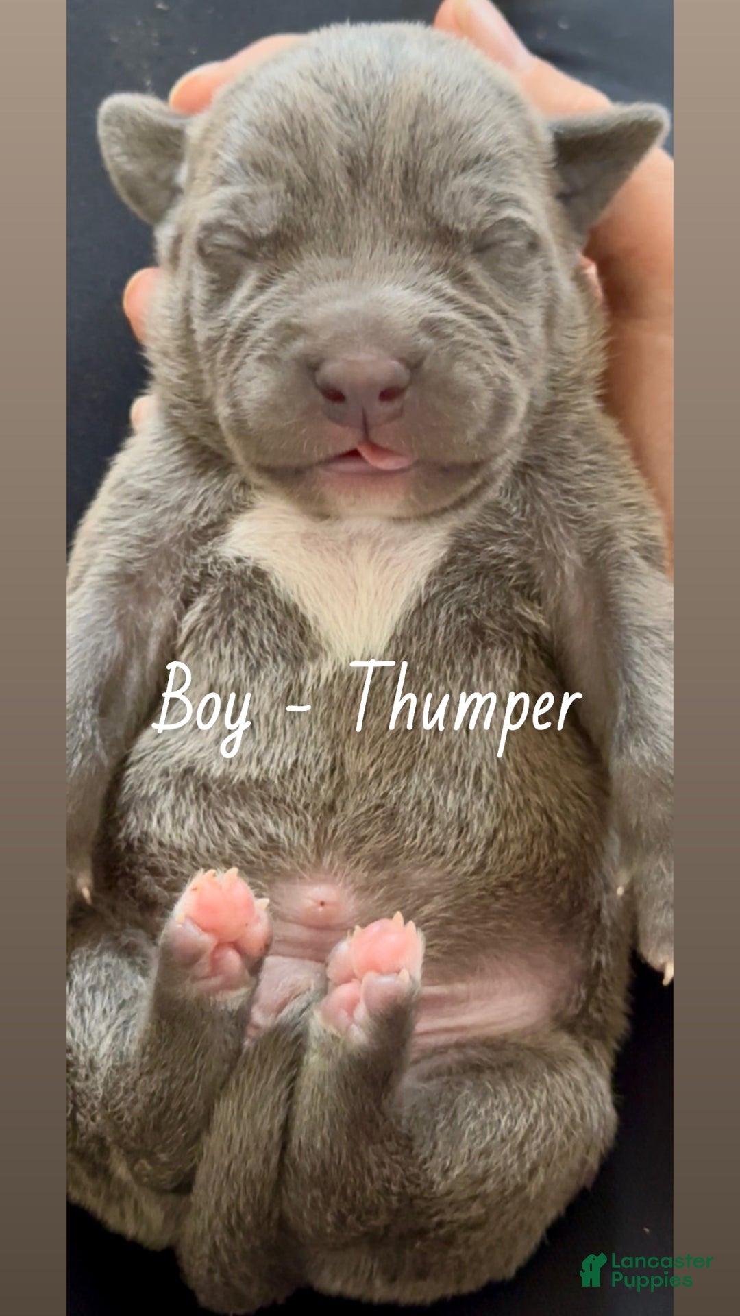 Mixed Breed dogs for sale: Thumper - Ad 3