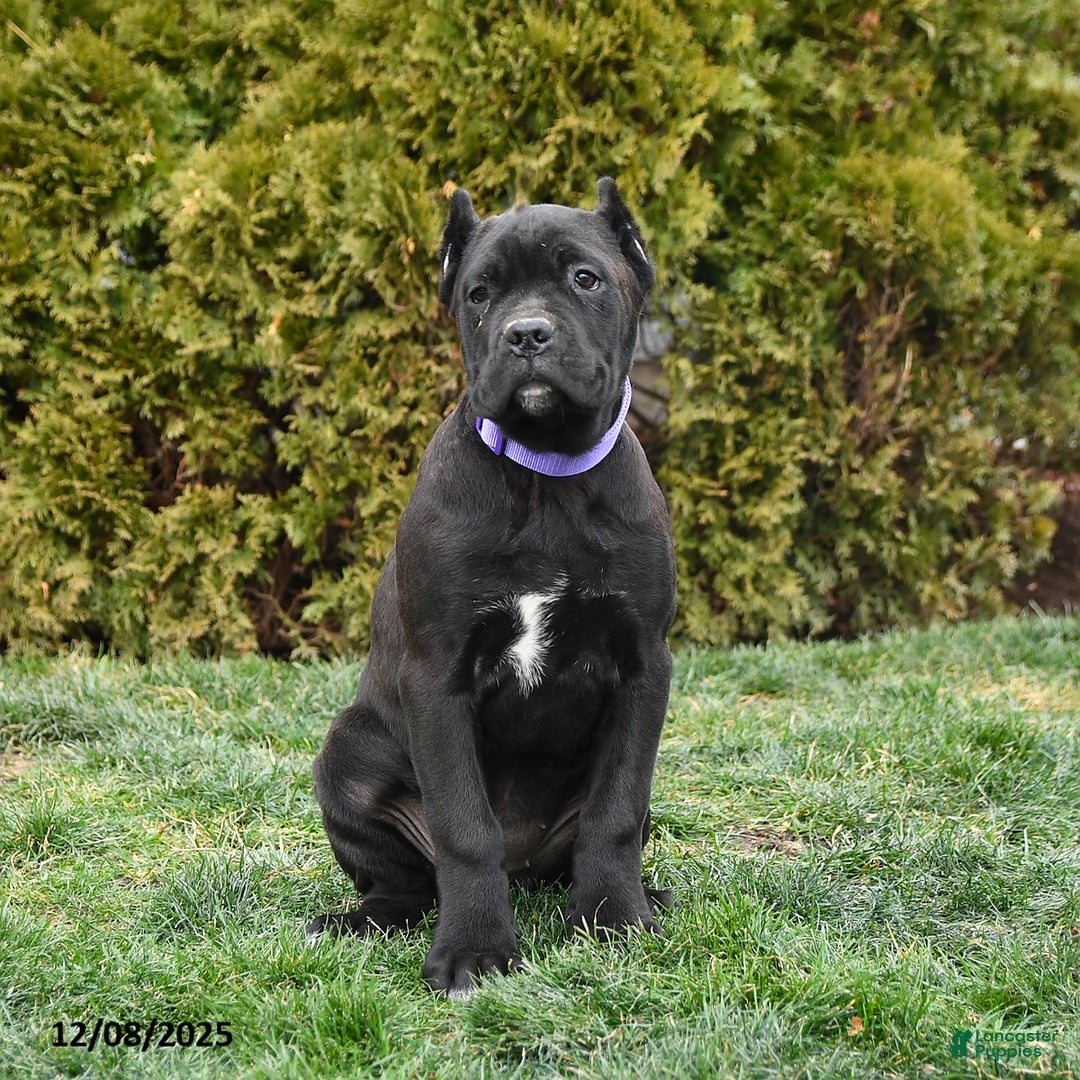 Cane Corso dogs for sale: Meadow - Ad 3