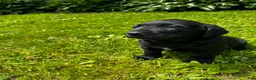 Labrador Retriever dogs for sale: Phillipe - Ad 4