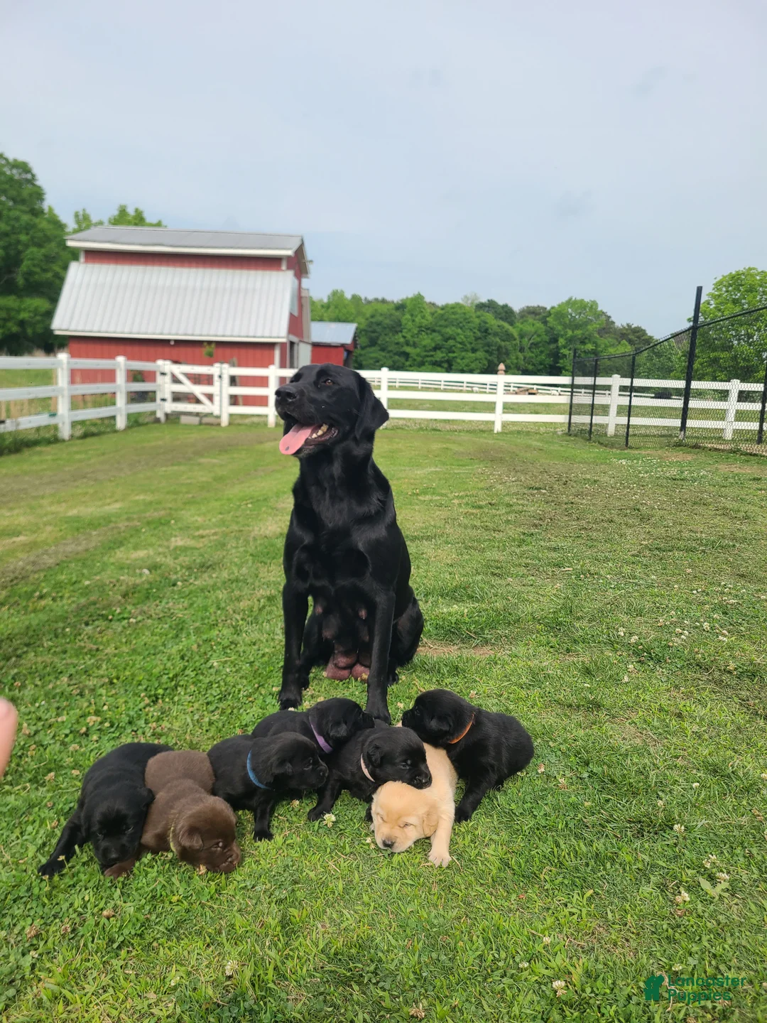 Labrador Retriever dogs for sale: Red Male - Ad 2