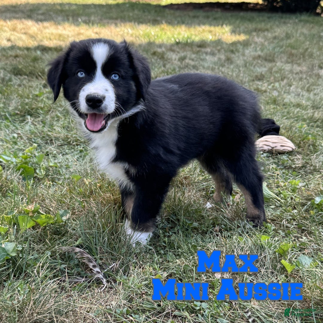 Miniature Australian Shepherd dogs for sale: Max - Ad 1