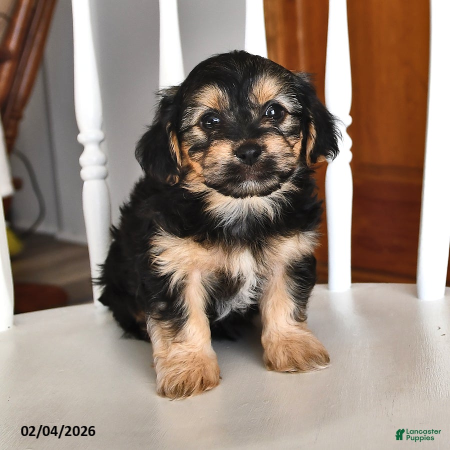 Morkie dogs Bear - Ad 2