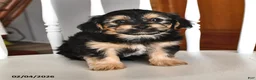 Morkie dogs for sale: Bear - Ad 2