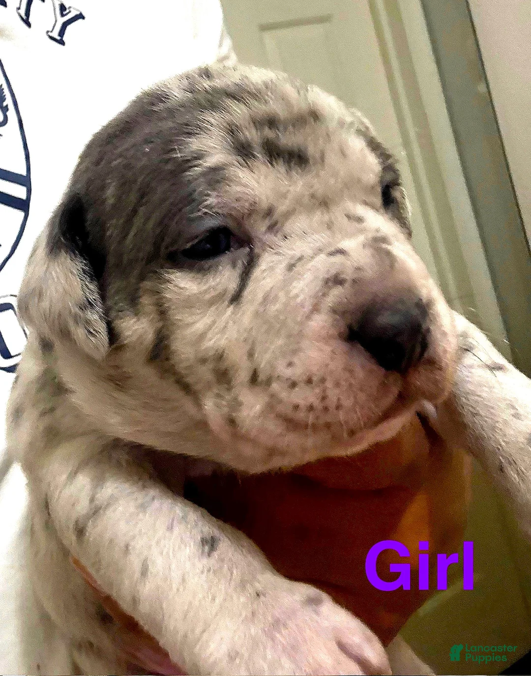 American Bully dogs for sale: "LIL KIM" - Ad 6