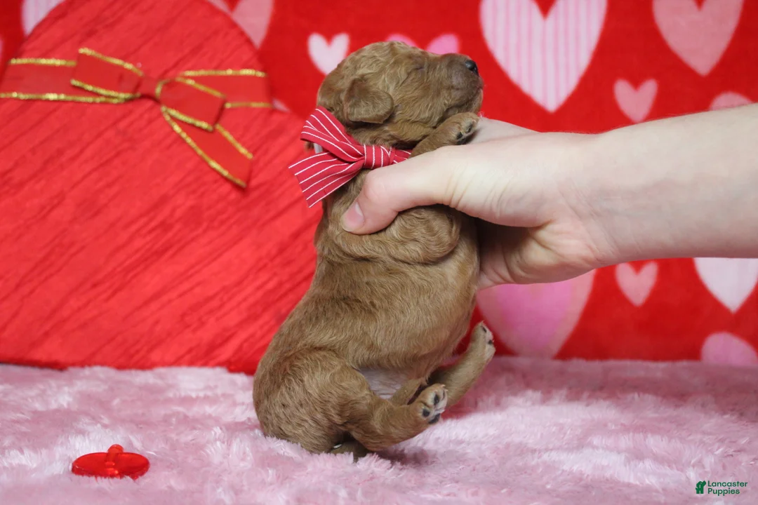 Goldendoodle dogs for sale: Fanta  - Ad 8