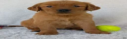 Golden Retriever dogs for sale: Miss Rosie  - Ad 23
