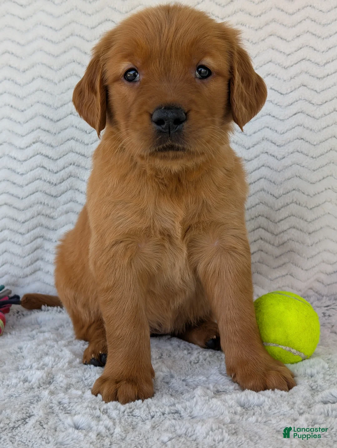 Golden Retriever dogs for sale: Miss Rosie  - Ad 23