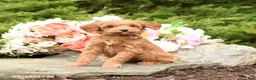 Mini Goldendoodle dogs for sale: Sierra - Ad 1