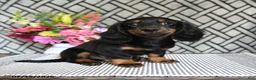 Miniature Dachshund dogs for sale: Cocoa - Ad 4
