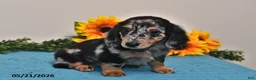 Miniature Dachshund dogs for sale: Cassie   - Ad 3