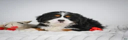 Miniature Bernese Mountain Dog dogs for sale: Chase - Ad 3