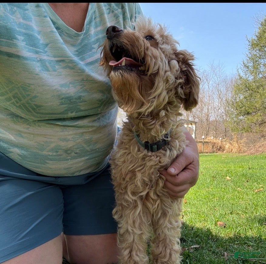 Mini Goldendoodle dogs for sale:  Gunner - Ad 6