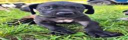 Great Dane dogs for sale: Black male Green Collar  - Ad 8