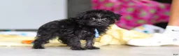 Yorkiepoo dogs for sale: Ricky - Ad 19