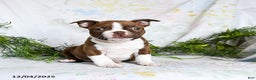 Boston Terrier dogs for sale: Barty - Ad 5
