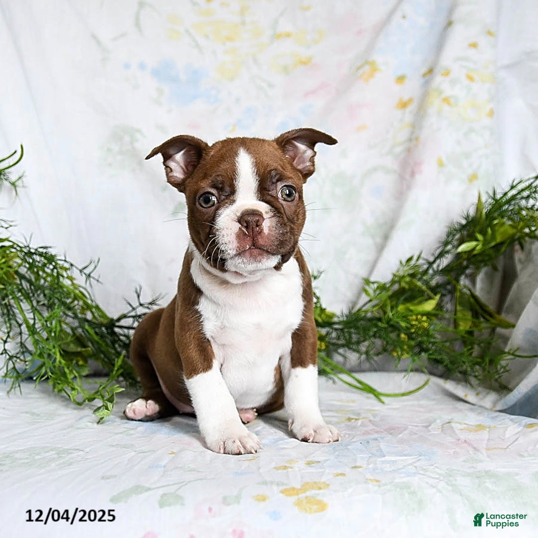 Boston Terrier dogs for sale: Barty - Ad 5