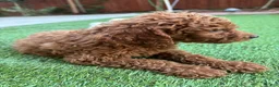 Standard Poodle dogs for sale: Max - Ad 3