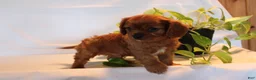 Cavalier King Charles Spaniel dogs for sale: Ronny - Ad 8