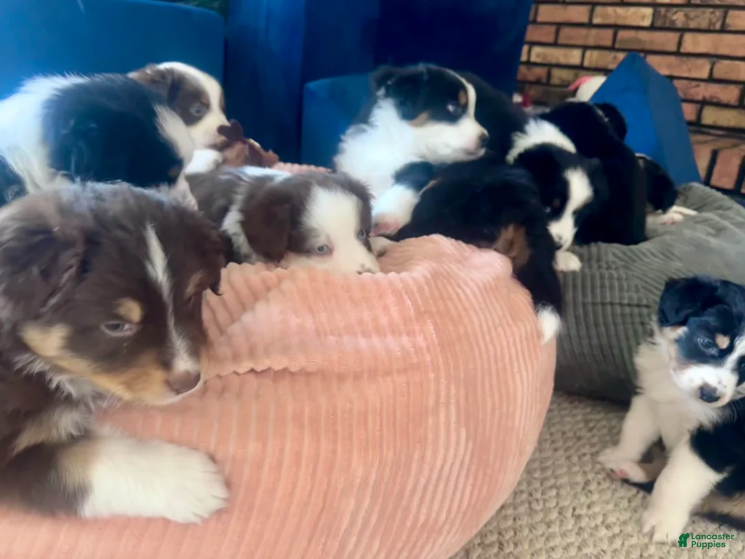 Australian Shepherd dogs for sale: Boulder - Ad 6